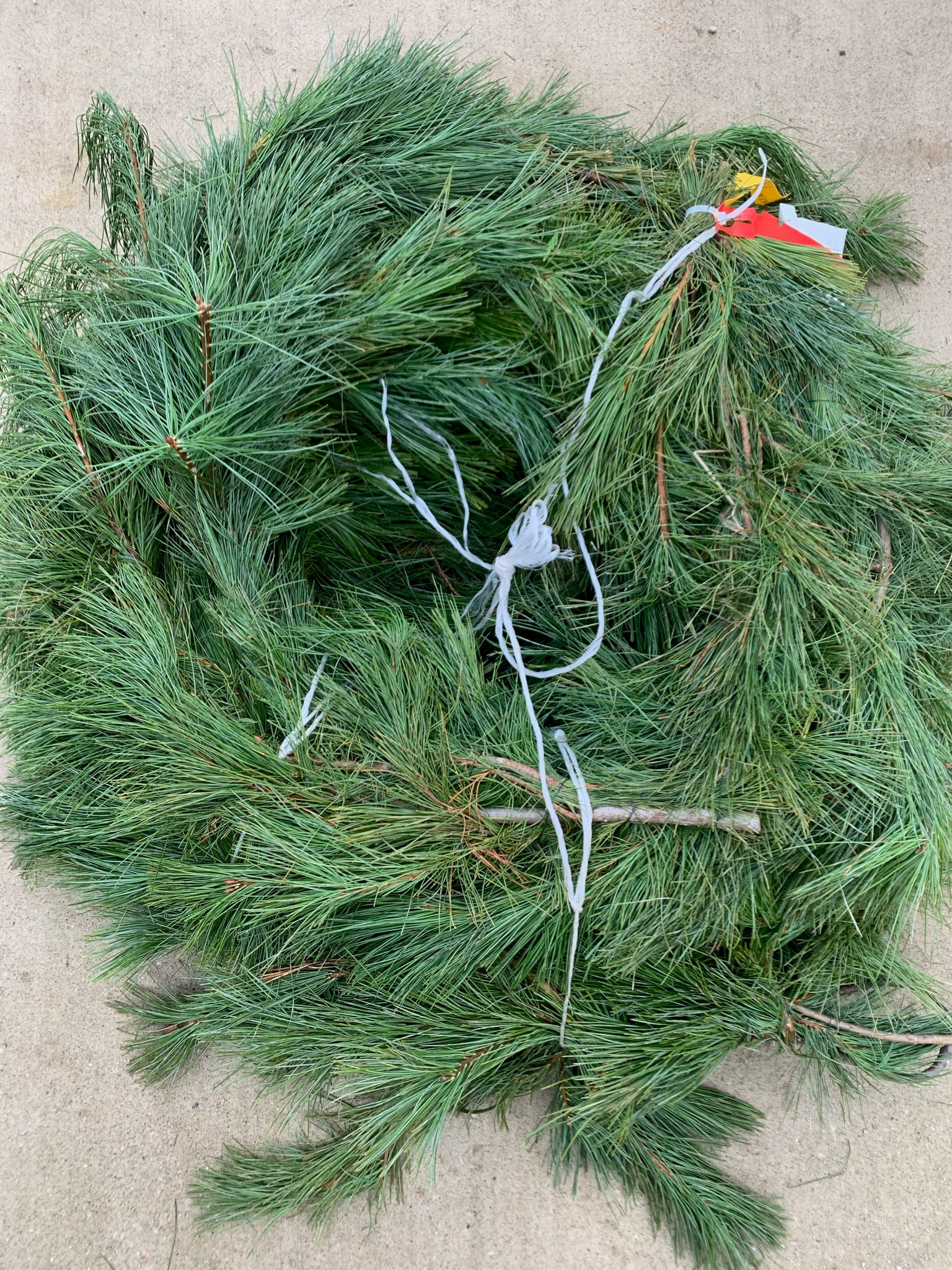Princess Pine Roping | Chuck's Greenhouses