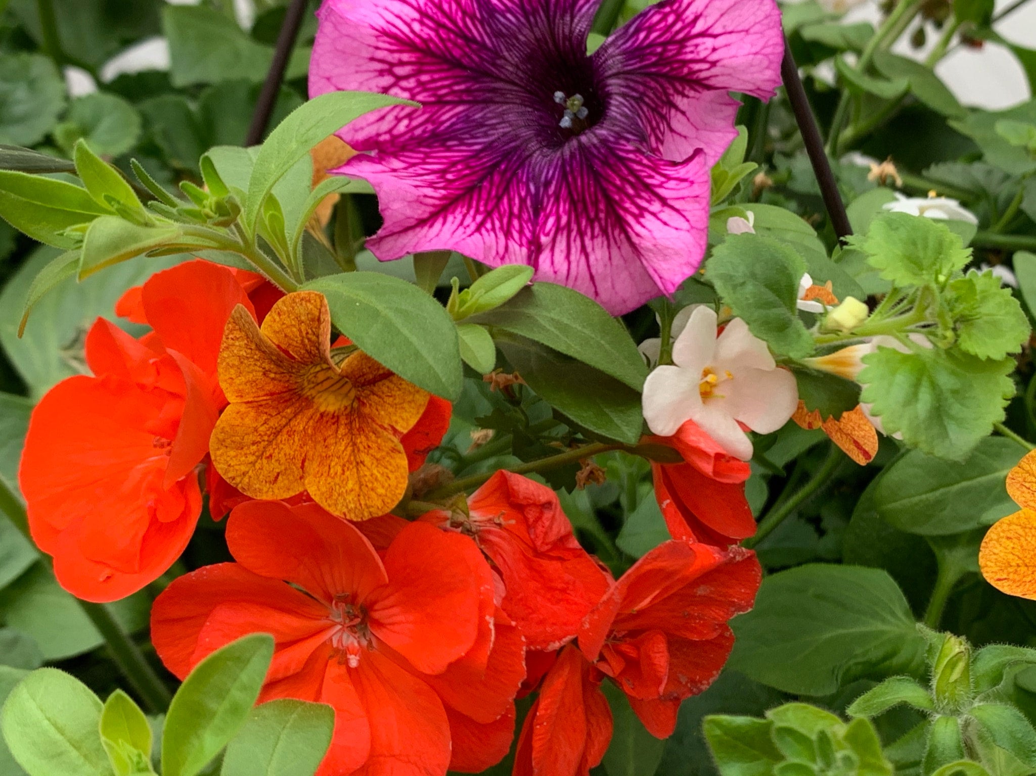 13" Mix 822 Chuck's Greenhouses